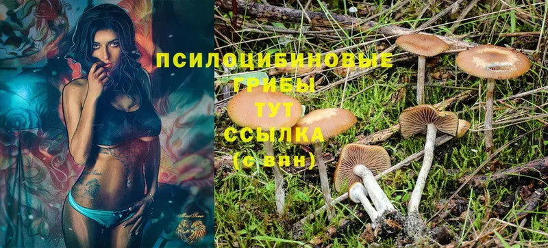 darknet официальный сайт  Амурск  Псилоцибиновые грибы Psilocybine cubensis  мега зеркало 